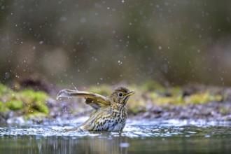 A song thrush (Turdus philomelos) bathing in a shallow pond with water splashes, Hesse, Germany,