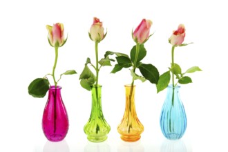 Colorful glass vases with pink roses isolated over white background