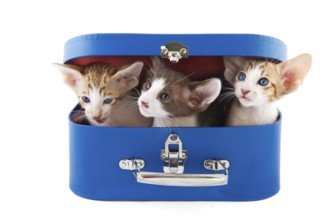 Blue suitcase with little kitten cats on white background