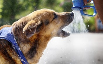 Dog drinks water from a spray gun
