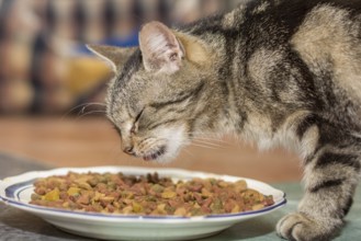 Tabby domestic cat eats dry food, Austria, Europe