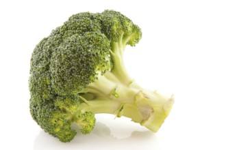 Fresh stump brocoli vegetables isolated over white