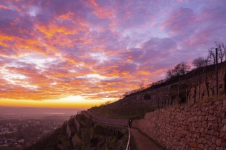 In the Radebeul vineyard below the Spitzhaus, Radebeul, Saxony, Germany, Europe