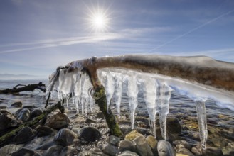 Icicles on a branch above stones under a clear, sunny sky, harbour, Gohren, Lake Constance,