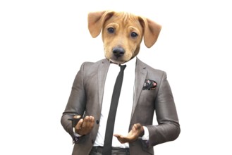 Funny face of a dog in a business suit