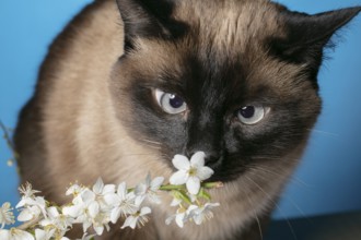 Funny cat sniffs white flowers on a blue background