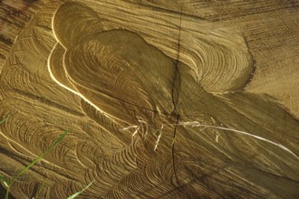 Wood, grain