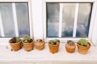 Clay pots with succulents on the windowsill.