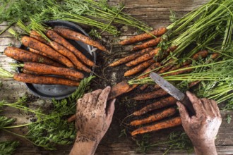 Cleaning and preparation of a bunch of freshly picked carrots