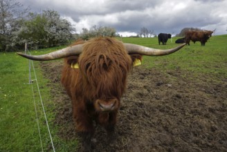 Highland cattle, Highland cattle, Kyloe, Scottish highland cattle
