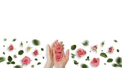 Rose buds in caucasian model hands and on white background flat lay view
