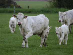 Cow with two calves and other cows on a green pasture, weseke, münsterland, germany