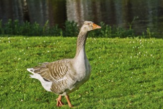 Grey Goose Walking by Grass along the River Amsterdam, Netherland