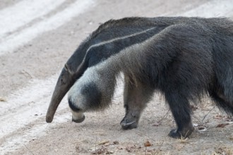 Giant anteater (Myrmecophaga tridactyla), at dusk, in front of sunrise, Pantanal, inland, wetland,