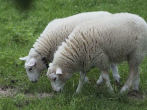 Two lambs grazing next to each other on a lush meadow, Borken, westphalia, germany