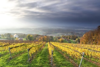 Autumn atmosphere, sunlight breaking through clouds, foliage colouring in the vineyard, St