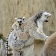 Madagascar's ring-tailed lemur with the little baby on its back. Shooting outdoors