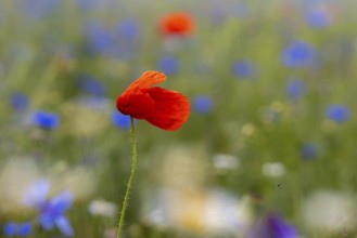 Blooming meadows and fields with poppies and cornflowers