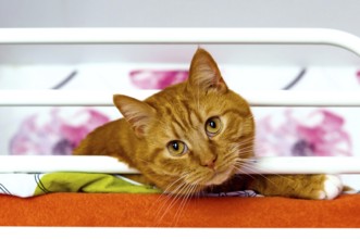 A big ginger cat on the couch, ginger house cat, home groomed pet cat