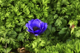 Crown anemone