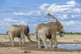 Elephants