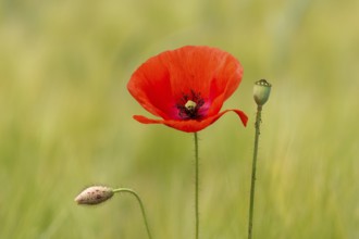 Poppy seeds