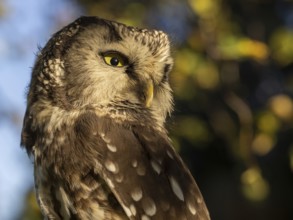 Cropped Great Horned Owl head in side view in front of autumn leaves