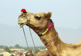 Pushkar Camel Fair, camel during festival in Pushkar India