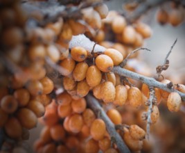 Sea buckthorn