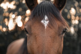 Close-up with the face of a brown horse with black hair and a white spot on its forehead, looking