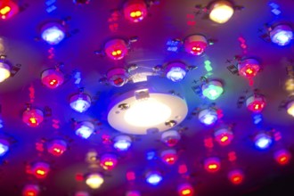 Full spectrum grow light with COB, blue and red LED for indoor plants. Close-up and detail