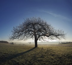 Apple tree at sunrise