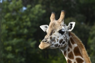 Portrait of an Rothschild's giraffe (G. c. rothschildi) at Christchurch, New Zealand, Oceania
