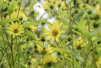 Small-headed sunflower (Helianthus 'Lemon Queen'), Gardens of the World, Berlin, Berlin, Germany,