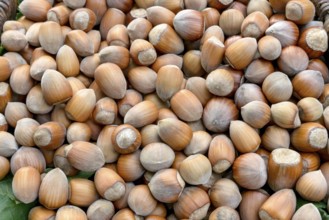 Hazelnut (Corylus in varieties), An den Dorfwiesen 9, Federal Republic of Germany