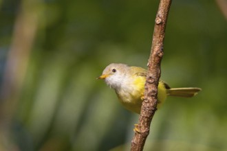 Grey-capped Eremomela, (Eremomela pusilla), Senegal Eremomela, Eremomela senegalesa,