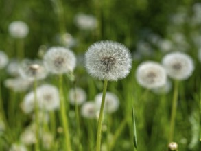 Dandelion (Taraxacum), dandelions, in a meadow, Offenbach am Main, Hesse, Germany, Europe