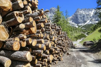 Felled trees on a hiking trail in Ramsau am Dachstein. Wood at a mountain trail at ramsau at the