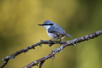 A Northern Nuthatch sitting on a branch fork in side view against a green background