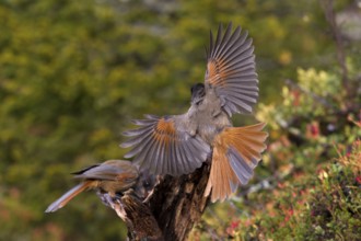 An unlucky jay sits on a tree stump, another comes flying in and can be seen from behind