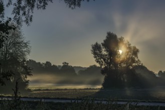 The sun breaks through the trees and creates rays of light in the morning mist, Danube, Bogen,
