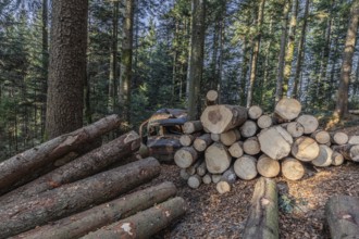 Wrecked Hudson Terraplane K Tourer Sedan built in 1935 that has been sitting in a forest for