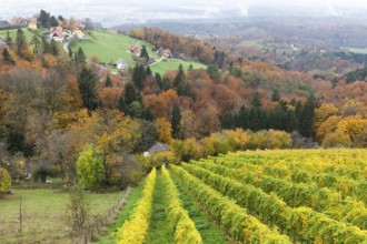 Autumn atmosphere, foliage colouring in forest and vineyard, St. Andrä-Höch, Sausal, Styria,