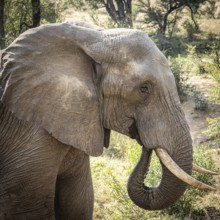 African elephant (Loxodonta africana) drinking, portrait, Manyeleti Game Reserve, South Africa,
