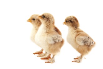 Pair of little chicken chicks isolated over white