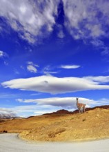 Journey to the End of the World. The incomparable National Park Torres del Paine in southern Chile.