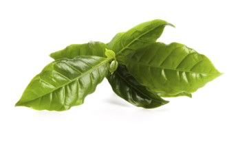 Leaves coffee tree isolated on white, lodz, poland