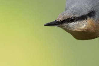 Nuthatch (Sitta europaea) close-up, looking from the right into the otherwise empty picture,