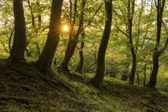 Idyllic forest in the evening light with rays of sunlight shining through the trees and creating a
