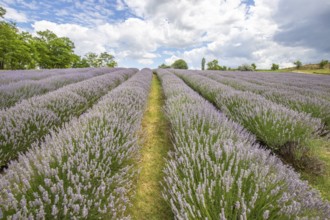 Beautiful summer evening in a lavender field. Large blue lavender bushes blooming in a cultivation